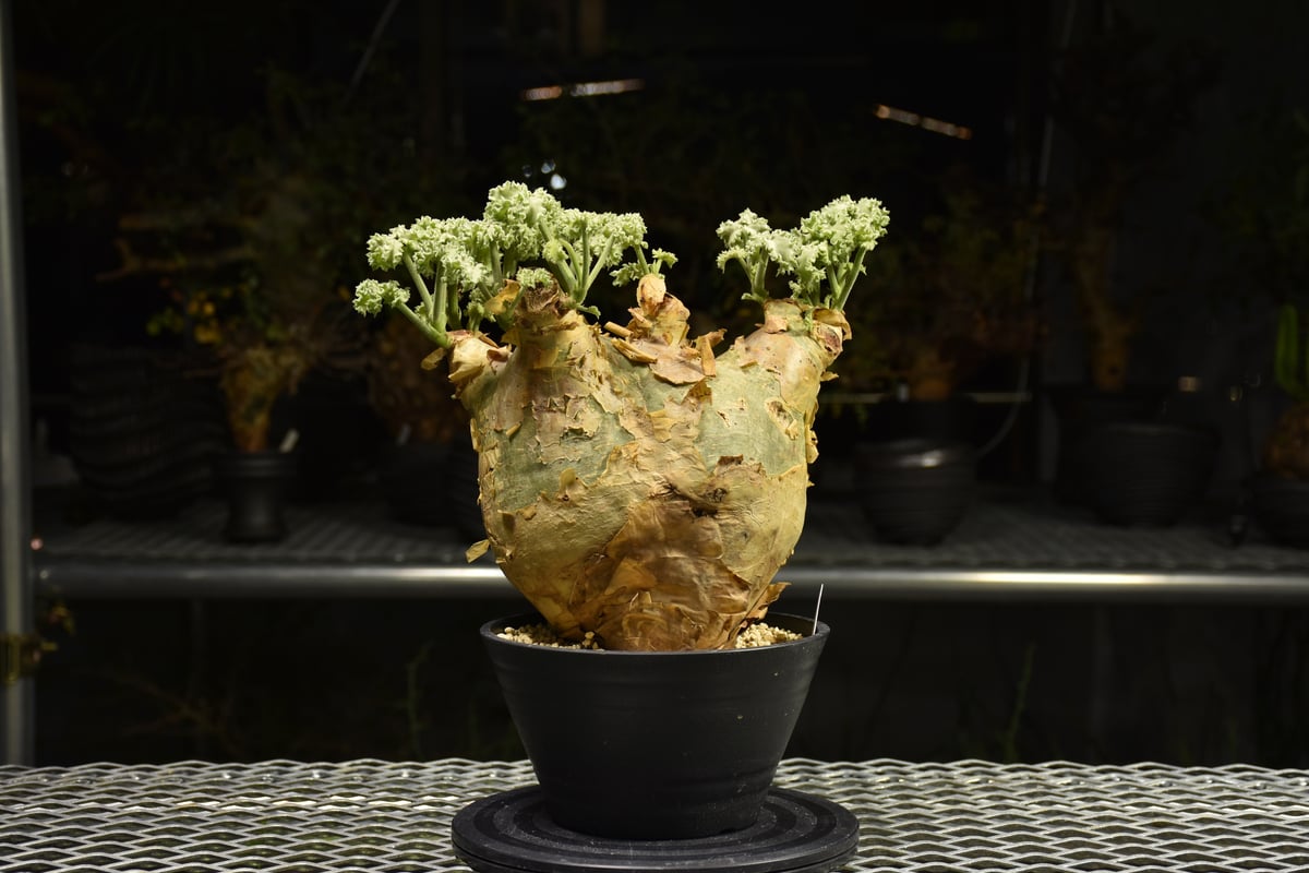 Cyphostemma uter var. macropus キフォステンマ ウター マクロプ