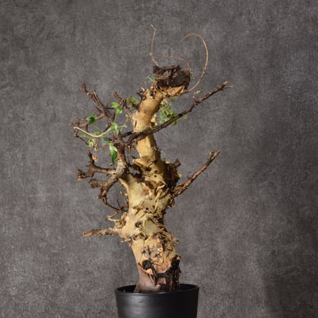 Commiphora kataf var.turkanensis コミフォラ カタフ ターカネンシス 発根済現地株 #3