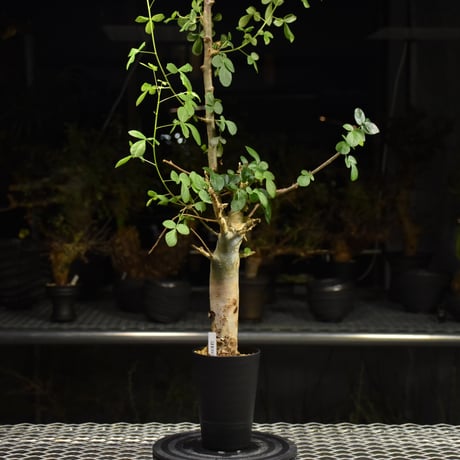Commiphora holtziana コミフォラ ホルトジアナ 発根済現地株 H25