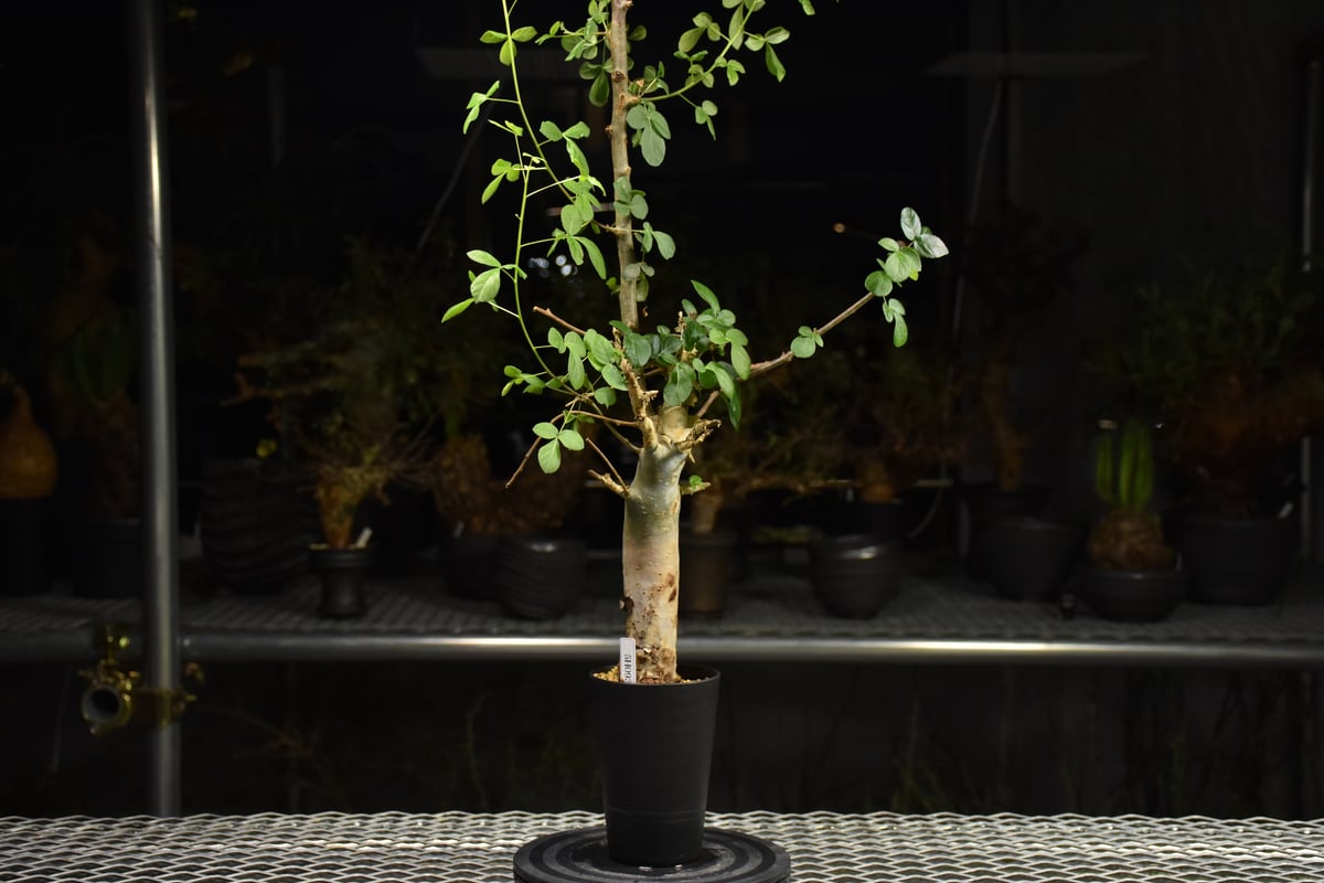 Commiphora holtziana コミフォラ ホルトジアナ 発根済現地株 H25 |