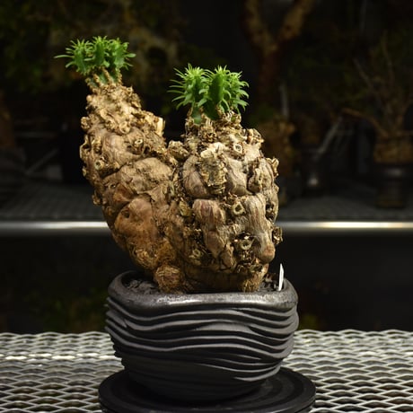 Euphorbia mlanjeana　ユーフォルビア ムランジーナ 発根済現地株 I80