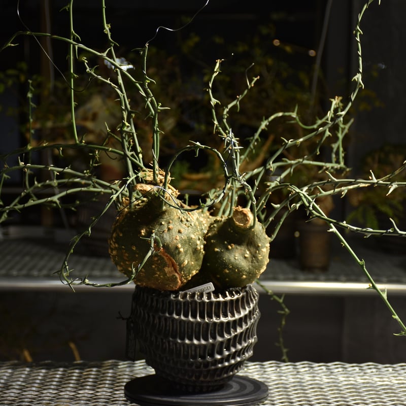 アデニア　プセウドグロボーサ　デカめ超扁平　発根済み アデニア プセウドグロボーサ デカめ超扁平 発根済み