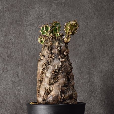 Euphorbia mlanjeana　ユーフォルビア ムランジーナ 発根済現地株 #6