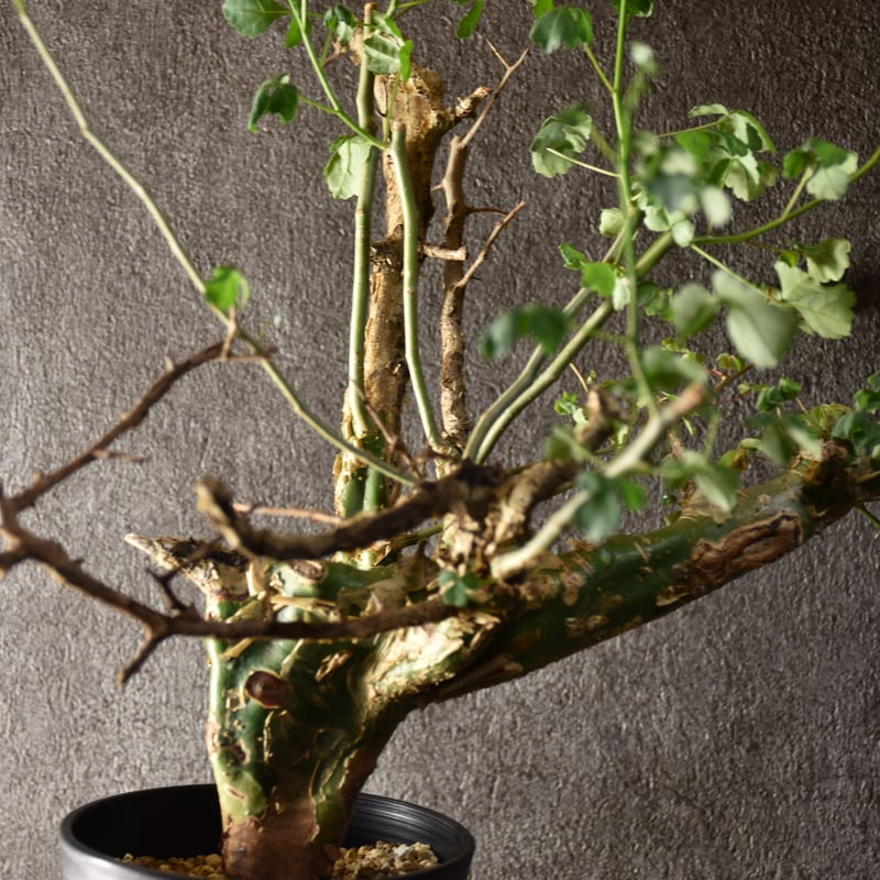 n*o様 特大 コミフォラ カンペストリス Commiphora Campest Commiphora campestris var. campestris コミフォラ カンペ