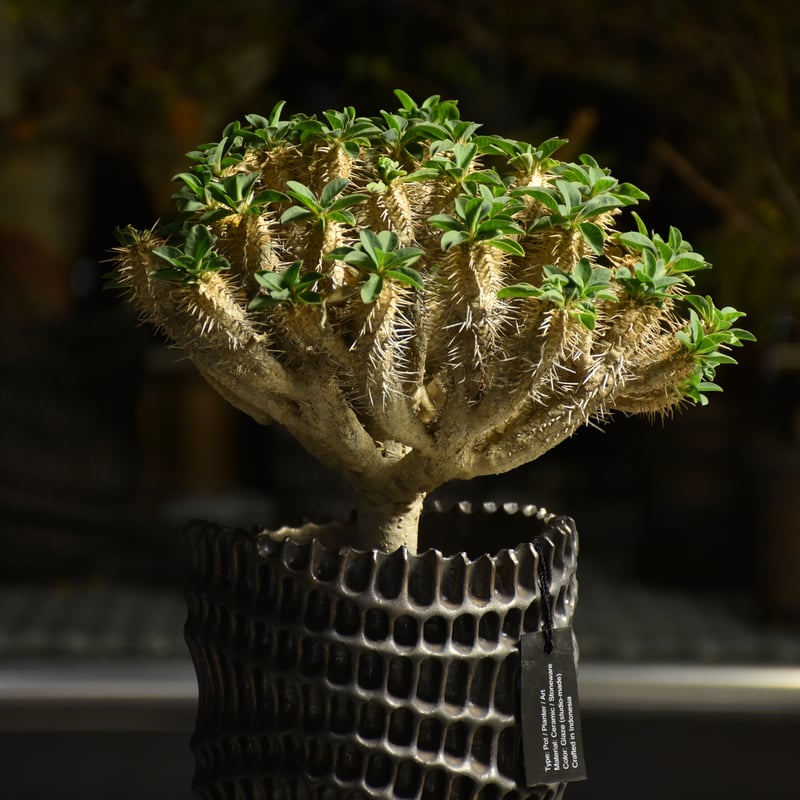 Euphorbia Guirauminiana ユーフォルビア ギラウミニアナ 発根済現地株