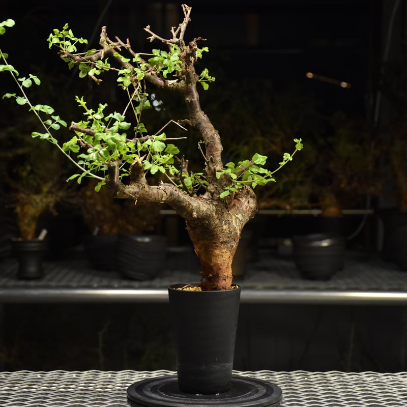 Commiphora Boranensis コミフォラ ボラネンシス 発根済現地株 F26 |