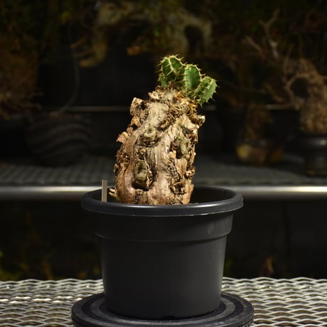 Euphorbia mlanjeana　ユーフォルビア ムランジーナ 発根済現地株 I47