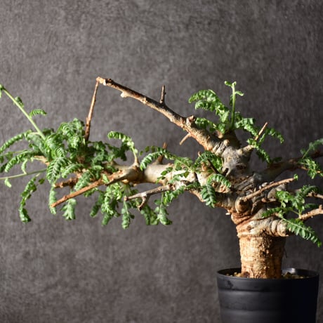 Boswellia neglecta　ボスウェリア ネグレクタ　発根済現地株　#1