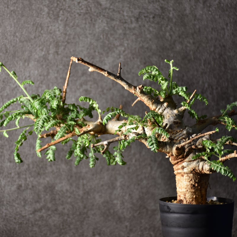 Boswellia neglecta ボスウェリア ネグレクタ 発根済現地株 #1