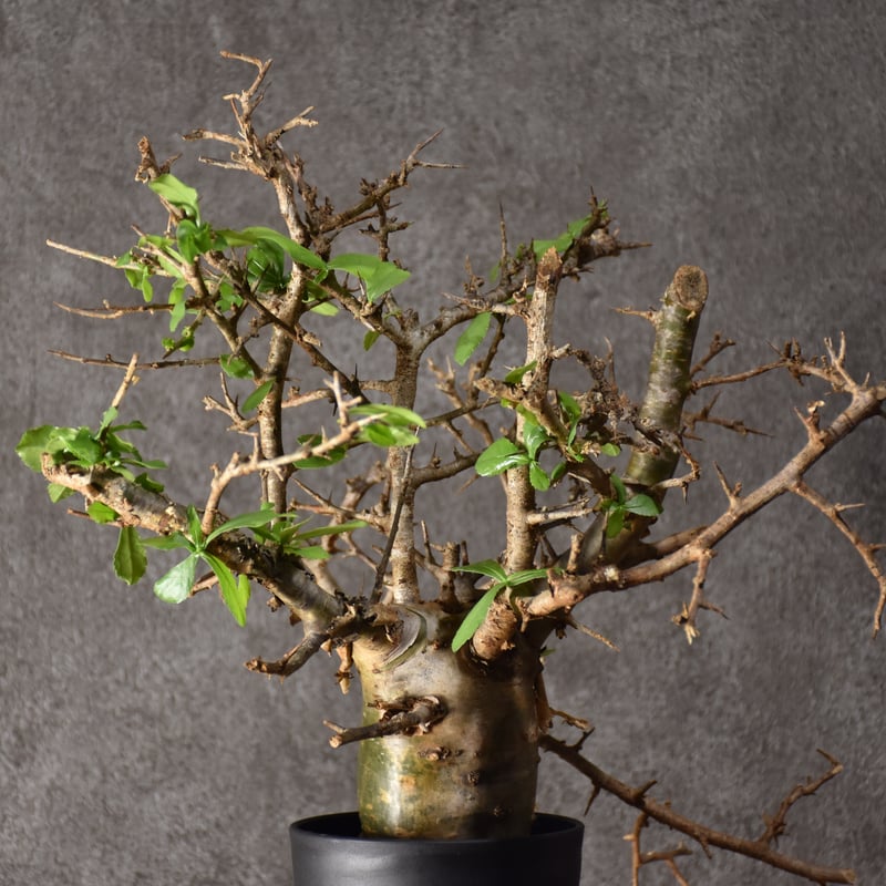 Commiphora habessinica コミフォラ ハベシニカ 発根済現地株 #1