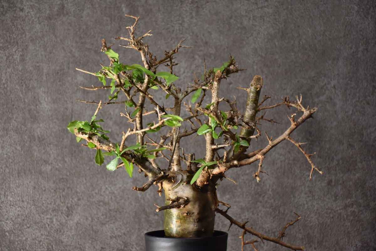 コミフォラ・ハベシニカ　発根済み現地株 Commiphora habessinica コミフォラ ハベシニカ 発根済現地株 #1
