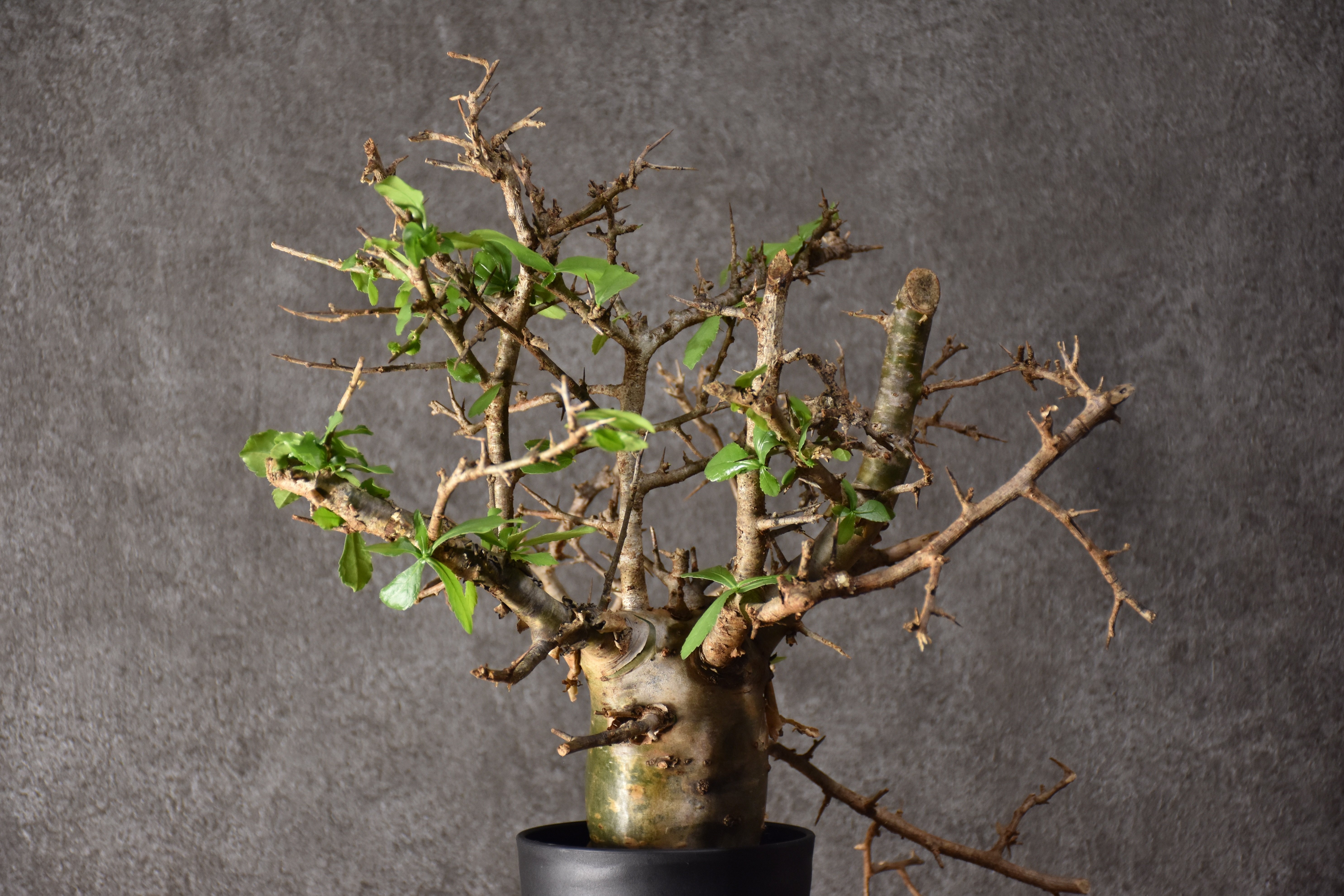 Commiphora habessinica コミフォラ ハベシニカ 発根済現地株 #1 |