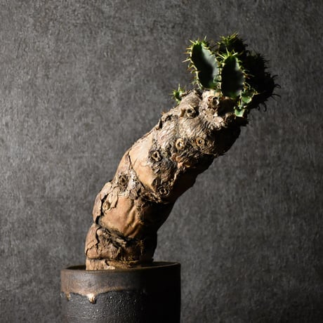 Euphorbia mlanjeana　ユーフォルビア ムランジーナ 発根済現地株 #1