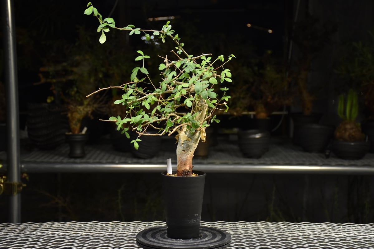 Commiphora holtziana コミフォラ ホルトジアナ 発根済現地株 H20 |