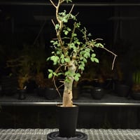 Commiphora holtziana コミフォラ ホルトジアナ 発根済現地株 #9 | B