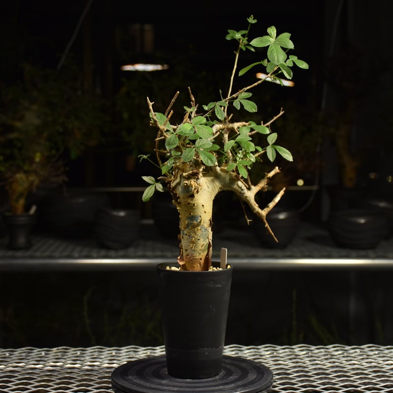 発根済み　現地球　コミフォラ・ホルトジアナ Commiphora holtziana コミフォラ ホルトジアナ 発根済現地株 #8