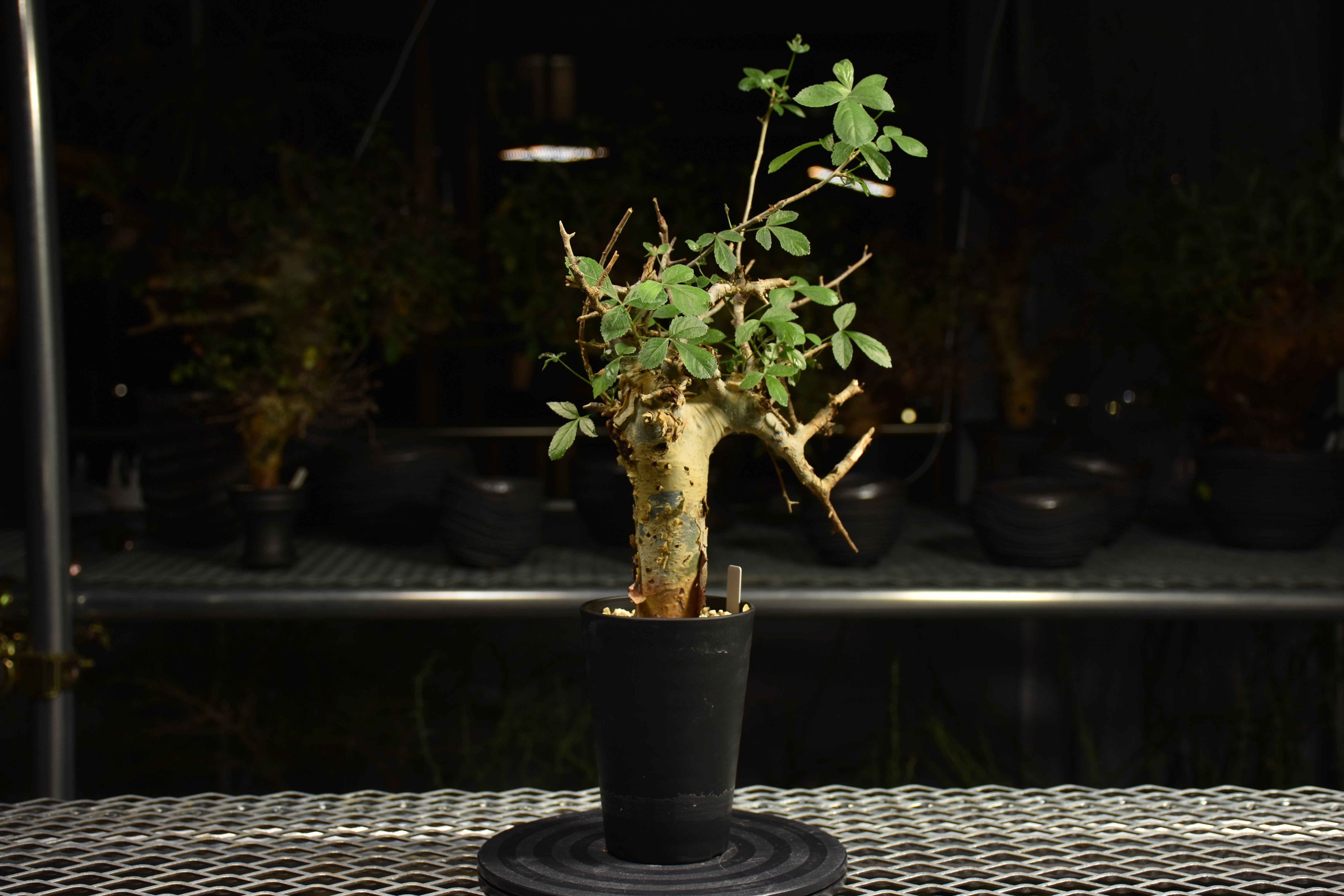 Commiphora holtziana コミフォラ ホルトジアナ 発根済現地株 H7 | B