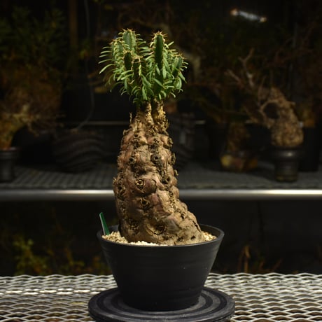Euphorbia mlanjeana　ユーフォルビア ムランジーナ 発根済現地株 H4