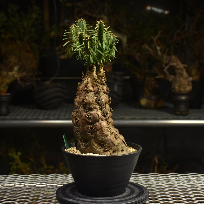 Euphorbia mlanjeana ユーフォルビア ムランジーナ 発根済現地株 H4 |