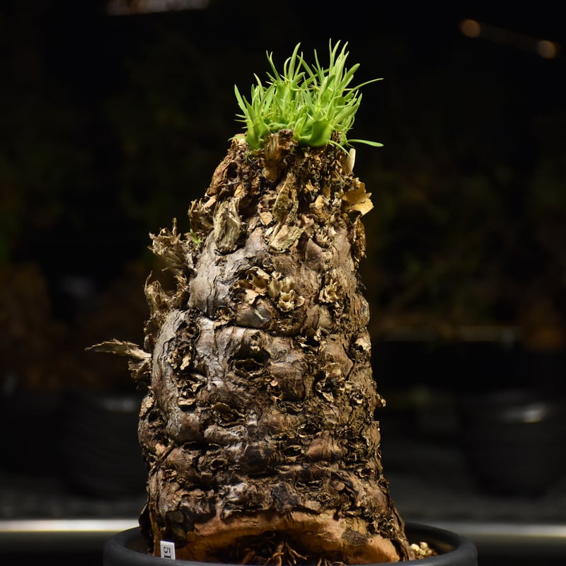 ムランジーナ ユーフォルビア 発根済 検)カタフ パキプス コミフォラ