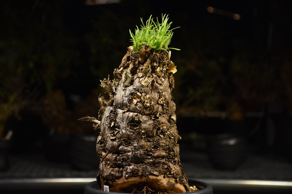 Euphorbia mlanjeana ユーフォルビア ムランジーナ 発根済現地株 I42 |