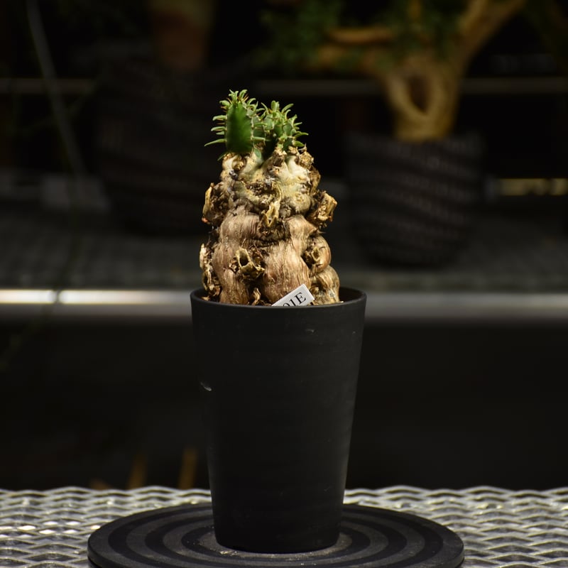 ユーフォルビア　ムランジーナ　発根済　大株 Euphorbia mlanjeana ユーフォルビア ムランジーナ 発根済現地株