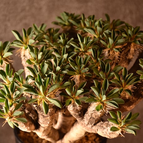 Euphorbia guillauminiana　ユーフォルビア ギラウミニアナ　発根済現地株 #4
