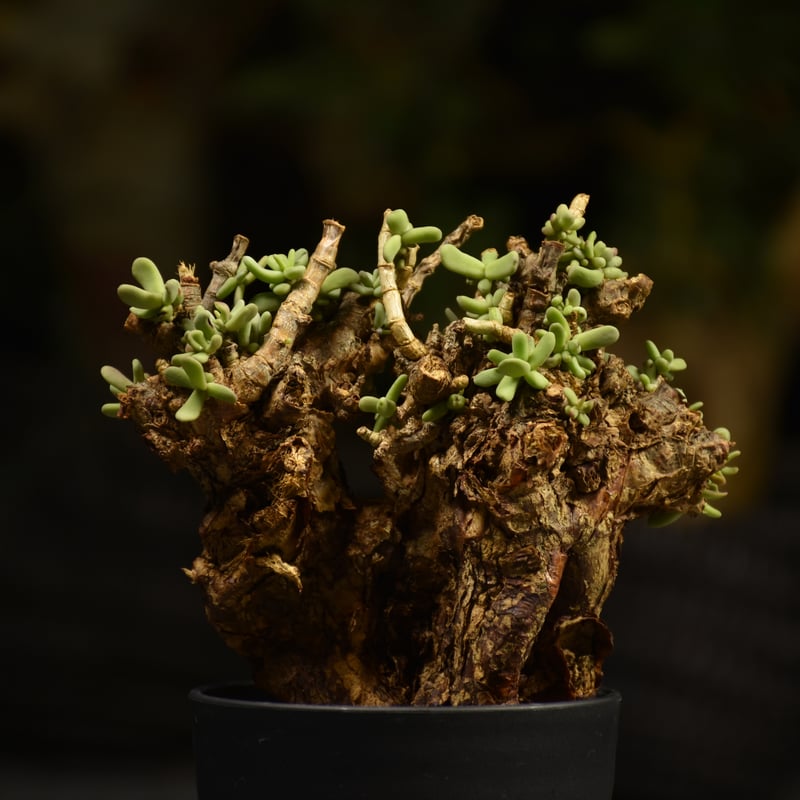 Ceraria pygmaea ケラリア ピグマエア 発根済現地株 F2 | BONDEX