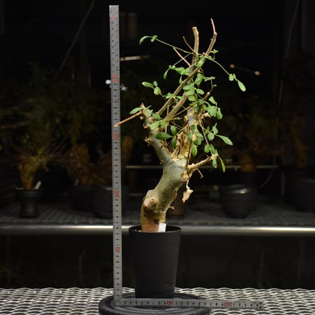 Commiphora holtziana コミフォラ ホルトジアナ 発根済現地株 H29