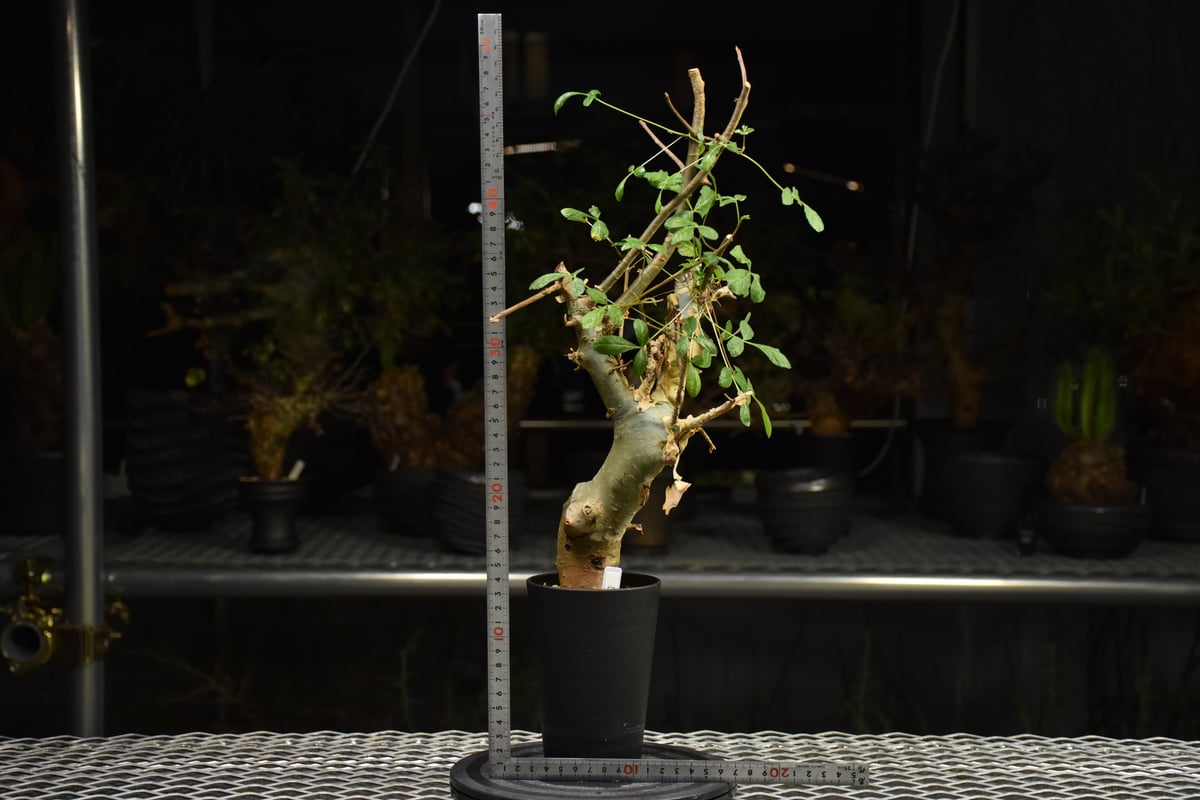 Commiphora holtziana コミフォラ ホルトジアナ 発根済現地株 H29 |