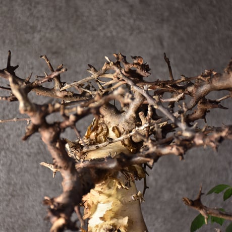 Commiphora kataf var.turkanensis コミフォラ カタフ ターカネンシス 発根済現地株 2