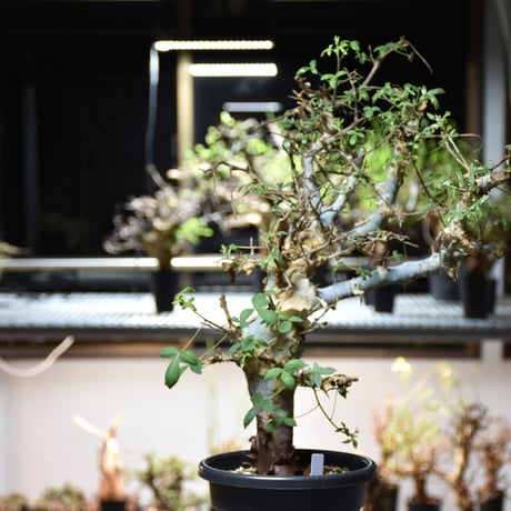 Commiphora holtziana コミフォラ ホルトジアナ 発根済現地株 #4