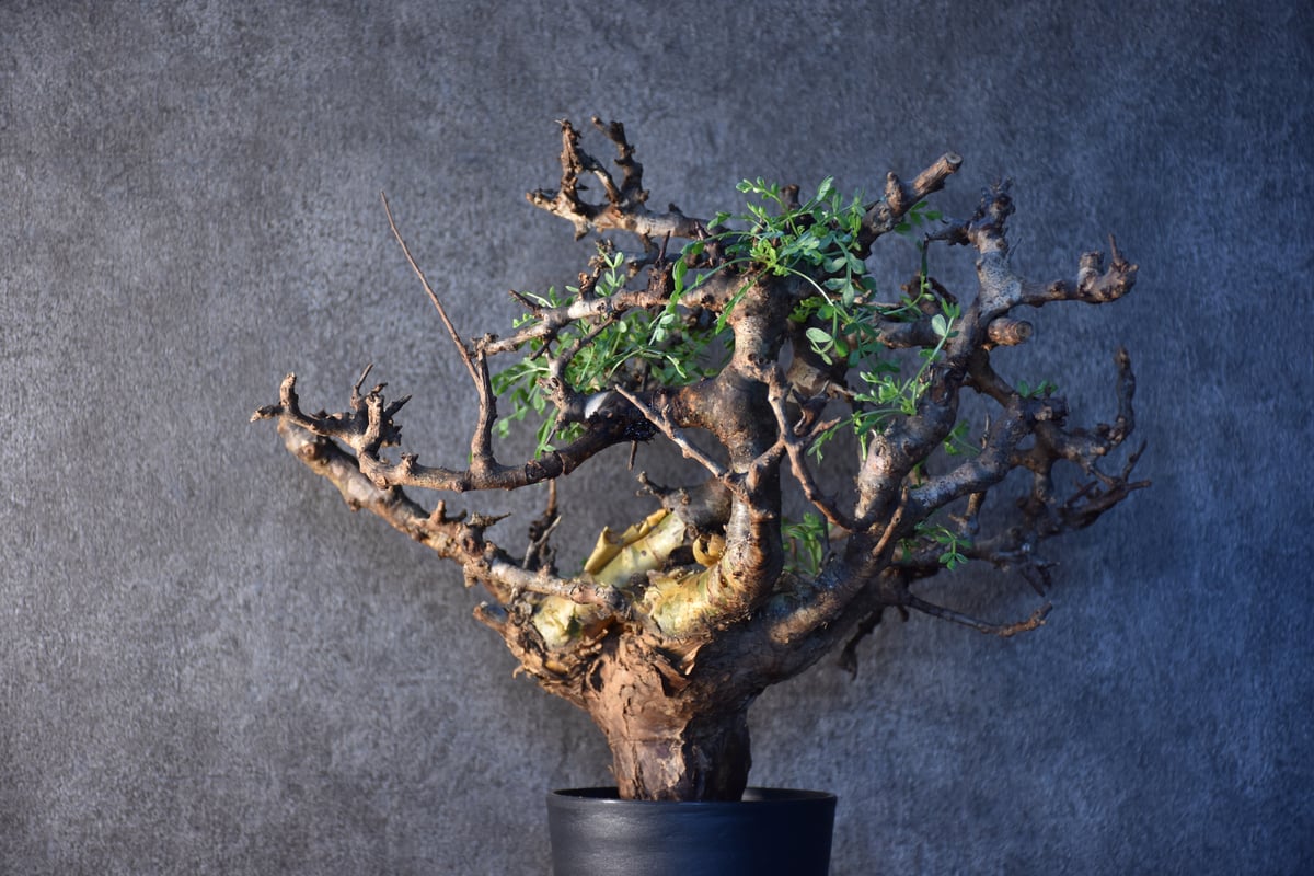 コミフォラ ピンネイト リーブス ソマリア Commiphora sp pinnate