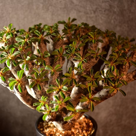 Euphorbia guillauminiana　ユーフォルビア　ギラウミニアナ　発根済現地株 #1