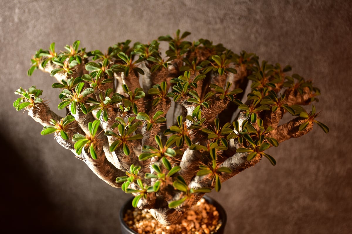 Euphorbia guillauminiana ユーフォルビア ギラウミニアナ 発根済現地株...