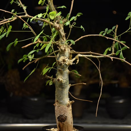 Commiphora holtziana コミフォラ ホルトジアナ 発根済現地株 H12