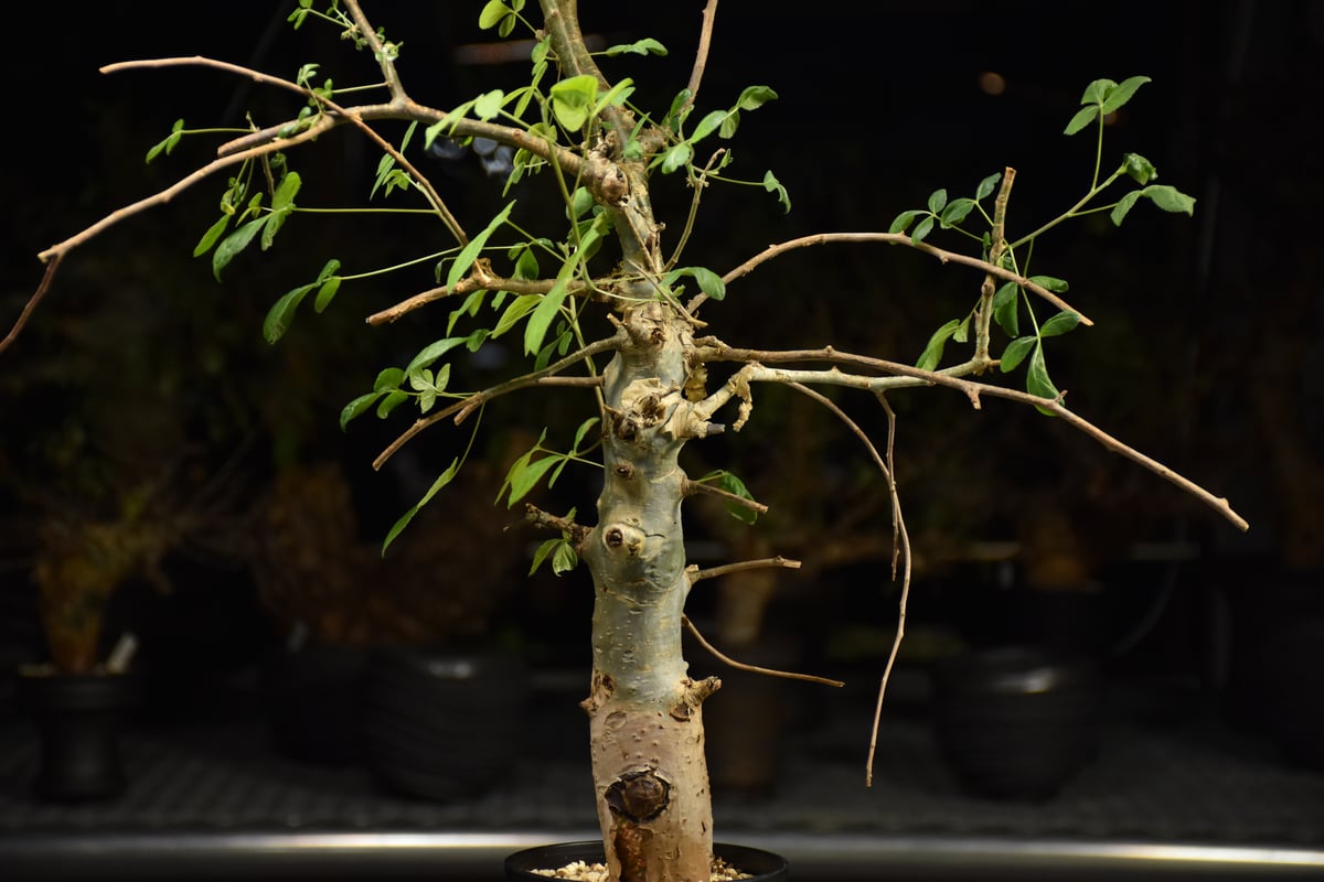Commiphora holtziana コミフォラ ホルトジアナ 発根済現地株 H12 |