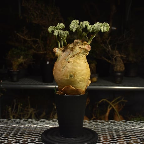 Cyphostemma uter var. macropus　キフォステンマ ウター マクロプス 発根済現地株 I26
