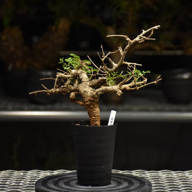 Boswellia neglecta ボスウェリア ネグレクタ 発根済現地株 H18 | BO