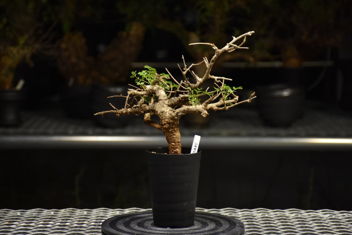 Boswellia neglecta ボスウェリア ネグレクタ 発根済現地株 H18 | BO