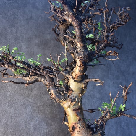 Commiphora pinnate leaves　コミフォラ ピンネイトリーブス　発根済現地株　#2