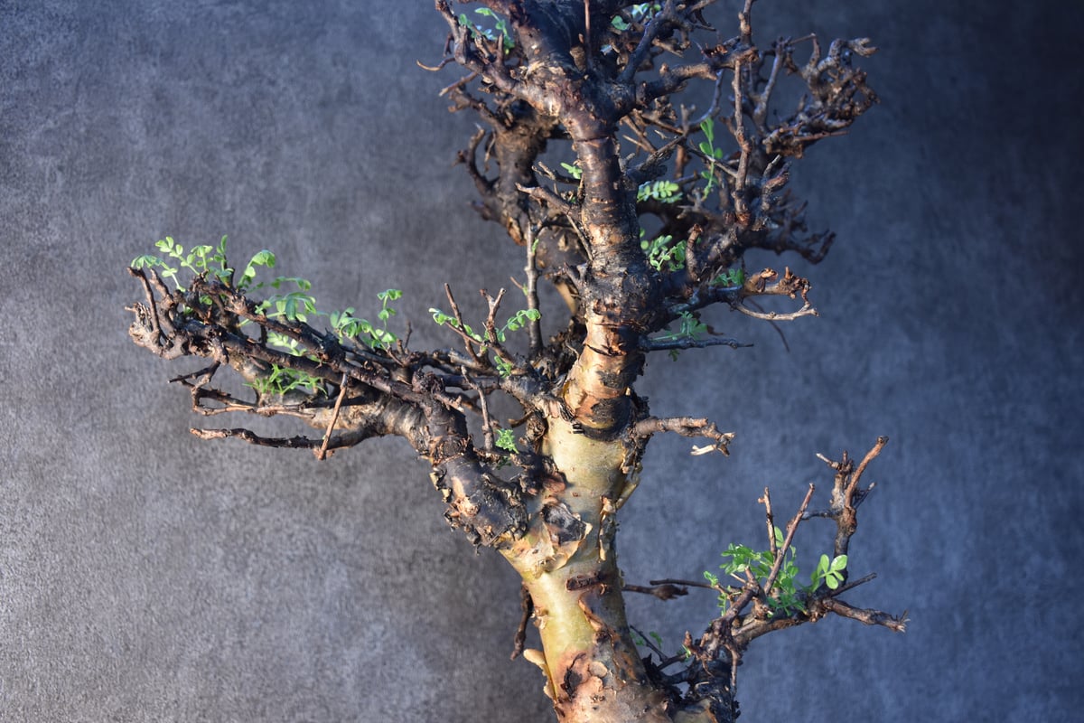 Commiphora pinnate leaves コミフォラ ピンネイトリーブス 発根済現地