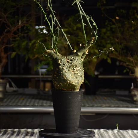 Adenia grobosa アデニア グロボーサ 発根済現地株 D26