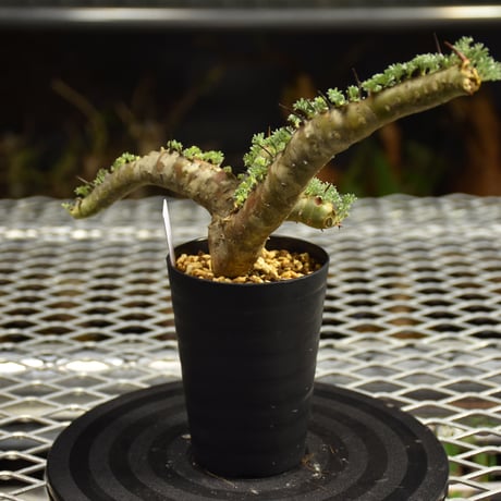 Monsonia herrei　モンソニア ヘレー　発根済現地株 6Bb12
