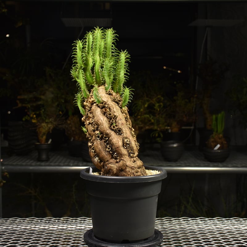 Euphorbia mlanjeana ユーフォルビア ムランジーナ 発根済現地株 H5 |