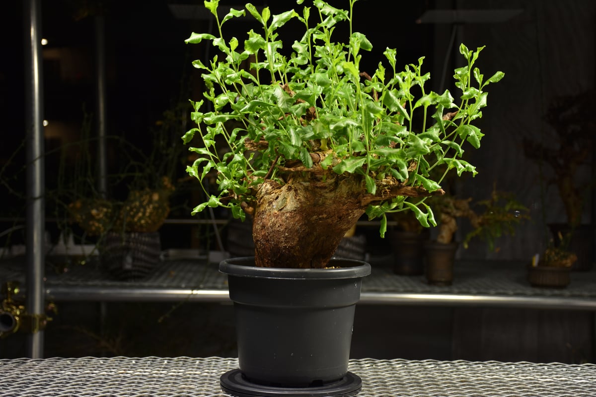 Commiphora glaucescens コミフォラ グラウケスケンス 発根済現地株 F2