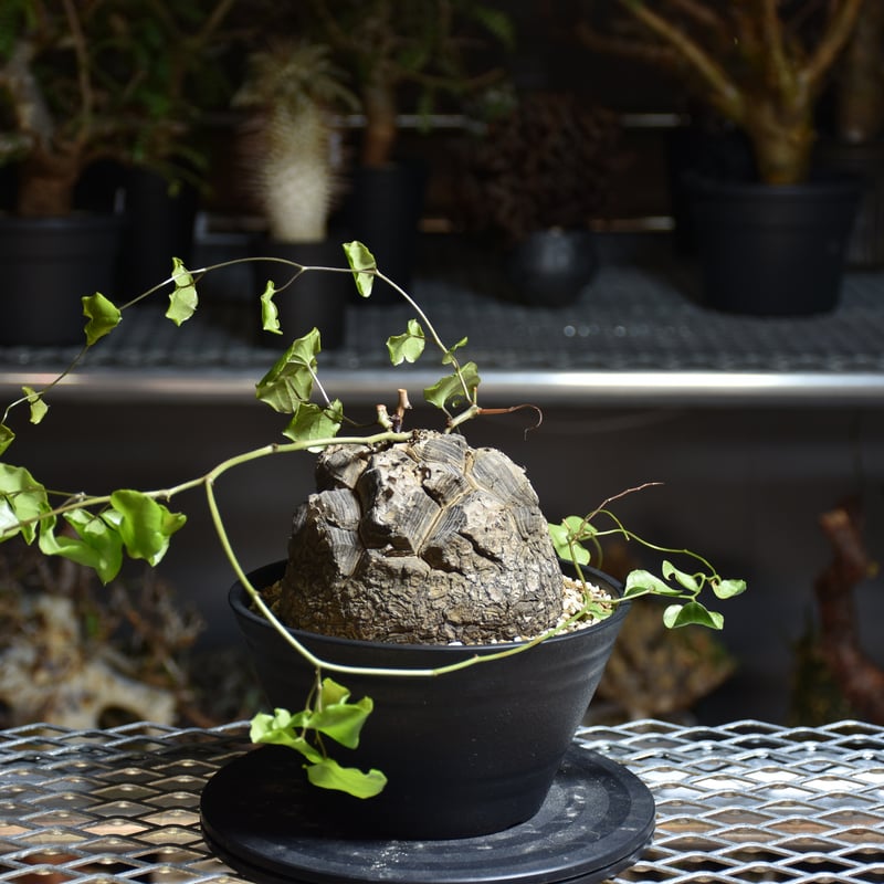 Dioscorea elephantipes ディオスコレア エレファンティペス アフリカ