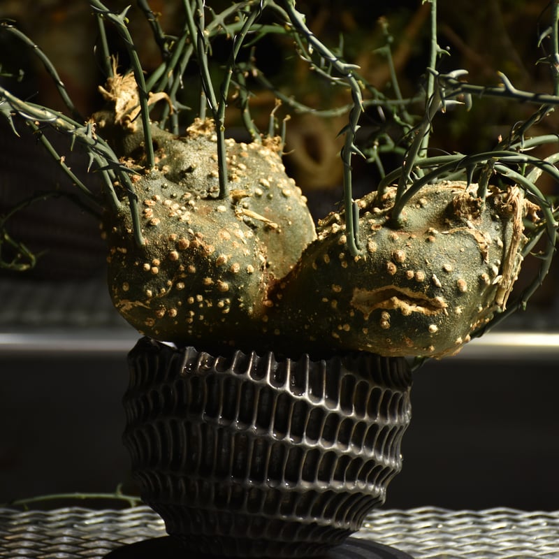 Adenia grobosa アデニア グロボーサ 発根済現地株 D31 | BONDEX