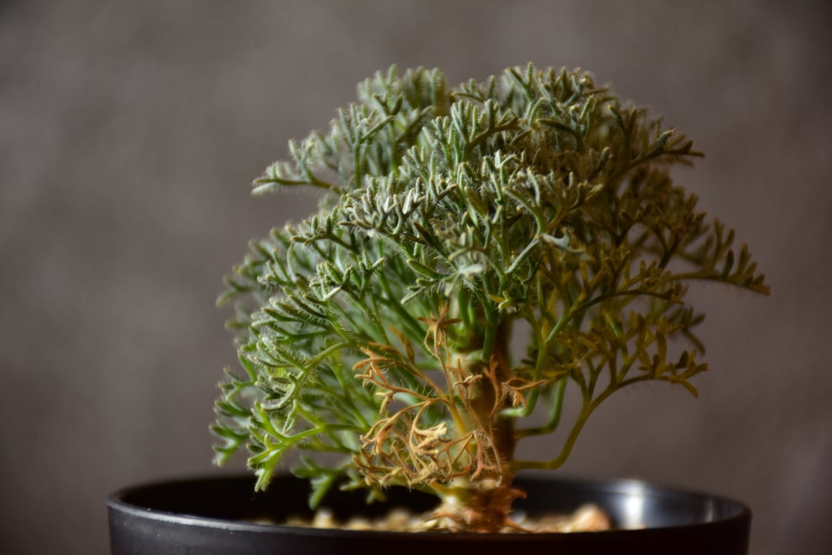 Monsonia multifida モンソニア ムルチフィダ 実生株 #2 | BONDEX