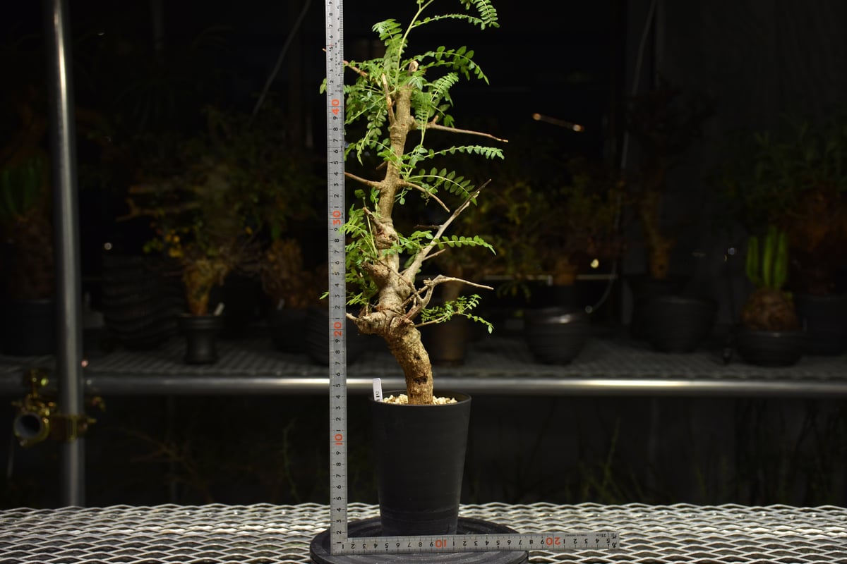 ボスウェリア ネグレクタ 現地球株 ボスウェリア ネグレクタ 【現地球/発根済み】A HK2402403(T